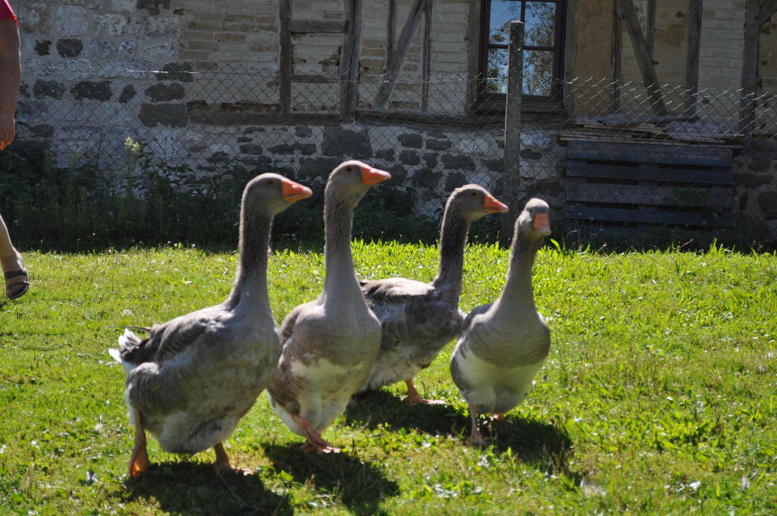 j-ai-jou-aux-trois-petits-cochons-la-ferme-p-dagogique-de-liart
